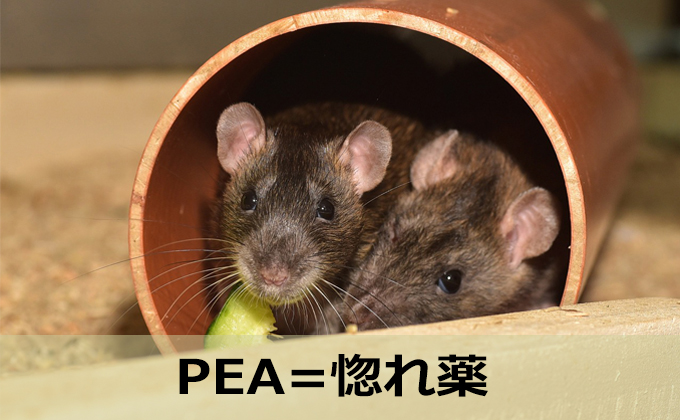 PEA注射されたマウスのカップル